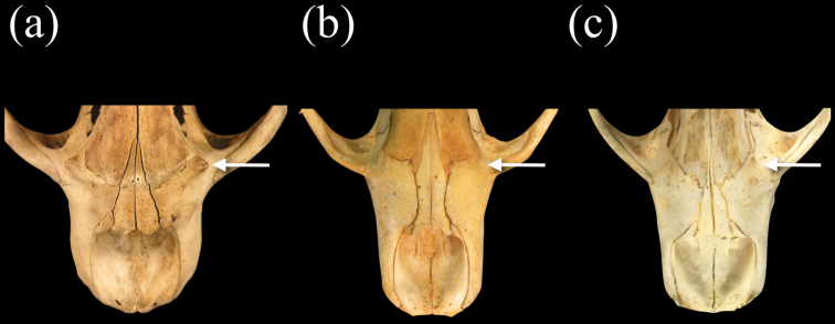 Figure 7.