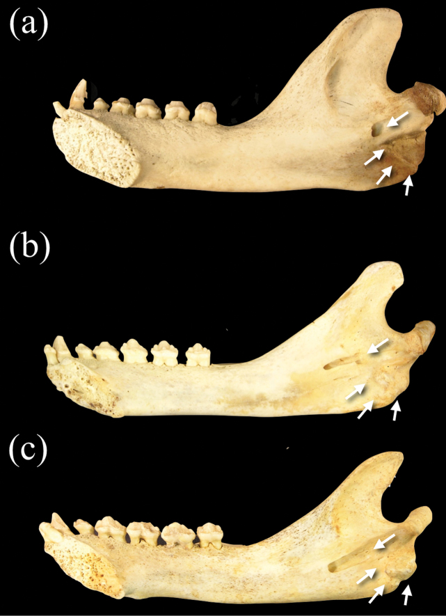 Figure 11.