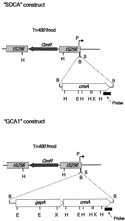 FIG. 1.