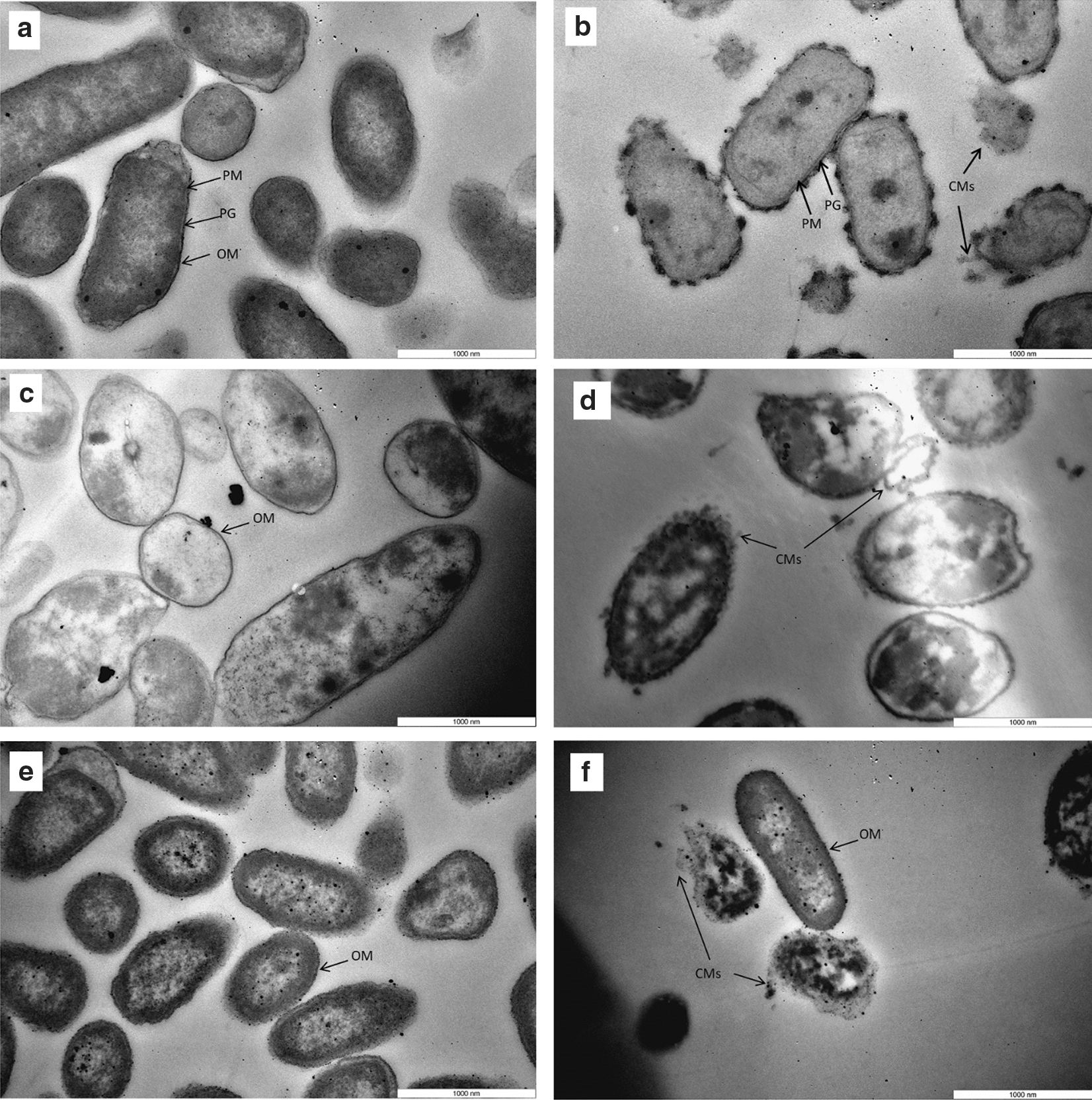 Fig. 5