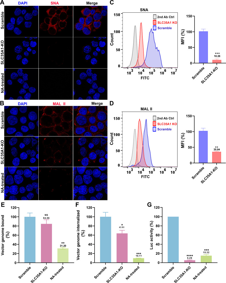 Immunofluorescence and flow cytometry depict reduced SNA and MAL II staining in SLC35A1 KO cells. Bar charts indicate decreased vector genome binding, internalization, and luciferase activity in KO and NA-treated cells.