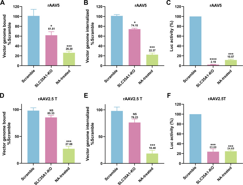 Bar graphs depict vector genome binding, internalization, and luciferase activity for rAAV5 and rAAV2.5T in SLC35A1 KO and NA-treated cells, compared with scramble controls. Significant reductions are observed in KO and NA-treated cells.