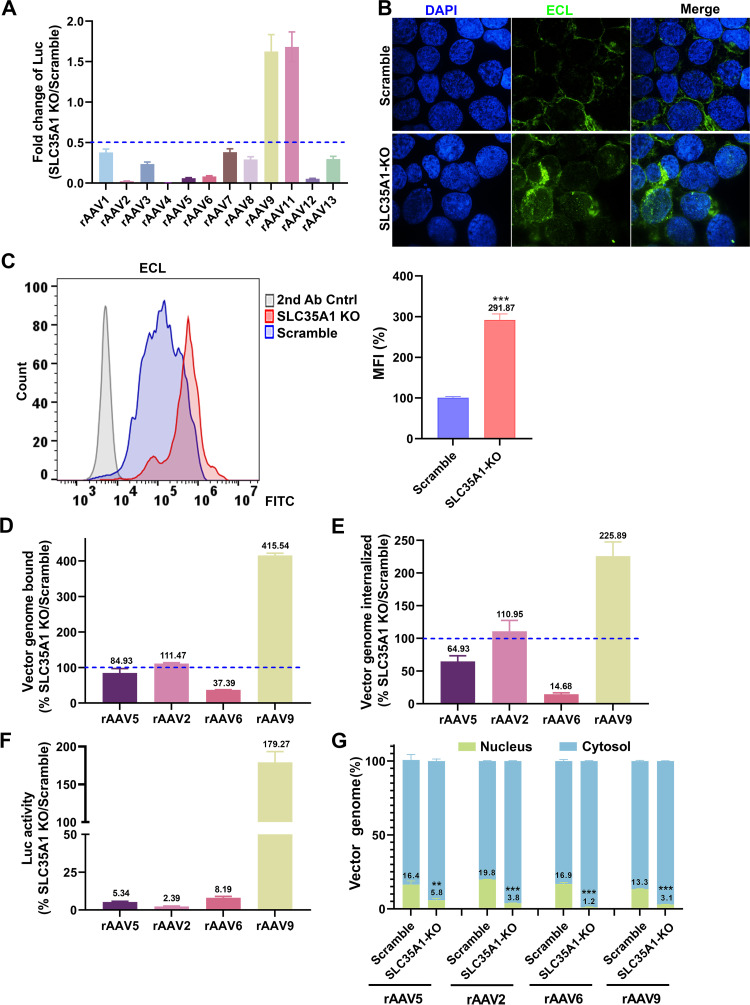 Bar graphs depict luciferase activity, vector genome binding, and internalization across rAAV serotypes in SLC35A1 KO and scramble cells. Immunofluorescence and flow cytometry reveal increased ECL staining in KO cells.