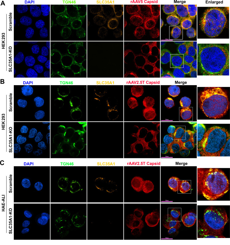 Immunofluorescence images of HEK293 and HAE-ALI cells depicting TGN46, SLC35A1, and rAAV capsid staining. SLC35A1 KO cells exhibit reduced SLC35A1 and altered capsid localization compared to scramble controls, highlighting localization differences.