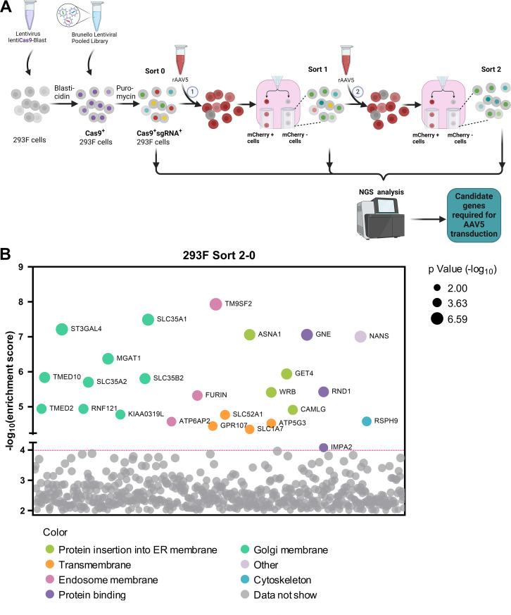 CRISPR-Cas9 screening workflow in 293F cells for AAV5 transduction, followed by gene sorting and NGS analysis to identify essential genes. Scatterplot displays significant genes involved in various cellular processes, with enrichment scores and P-values.