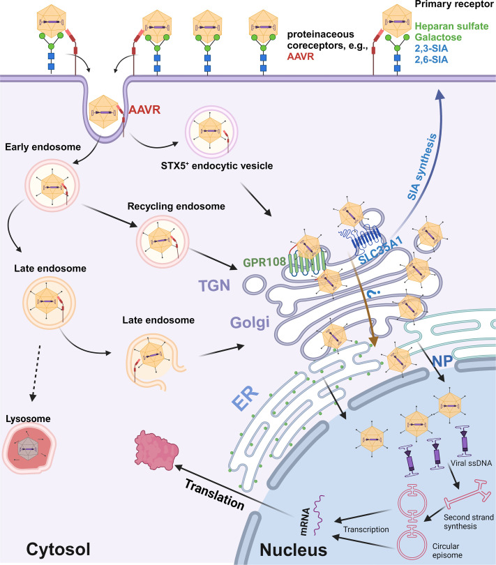 AAV entry and intracellular trafficking pathways involve primary receptors, coreceptors, and endocytic vesicles. Pathway includes stages from early endosome to lysosome or recycling endosome, and subsequent trafficking through Golgi, ER, and into nucleus.