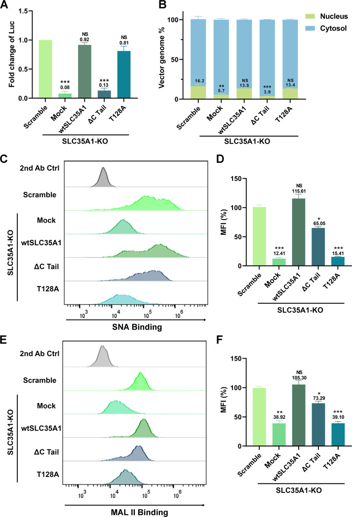 Bar graphs and flow cytometry plots compare luciferase activity, vector genome distribution, and SNA/MAL II binding in SLC35A1 KO cells with wild-type, ΔC Tail, and T128A variants. MFI is reduced in SNA and MAL II binding in specific KO variants.