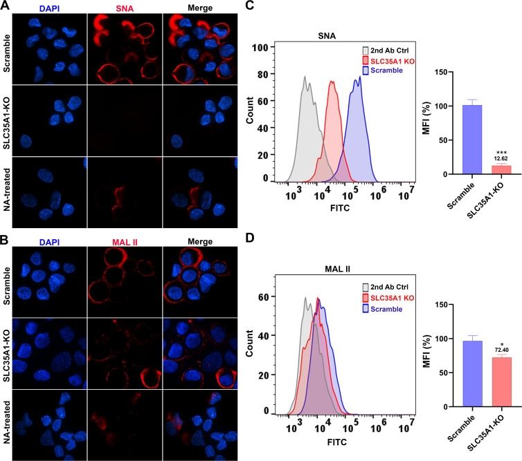 Immunofluorescence and flow cytometry of SNA and MAL II staining depict reduced fluorescence in SLC35A1 KO and NA-treated cells compared with scramble controls. Mean fluorescence intensity is significantly lower in KO cells.