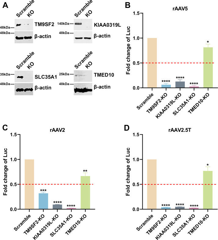 Western blots depict protein expression in KO and scramble controls for TM9SF2, KIAA0319L, SLC35A1, and TMED10. Bar graphs display fold changes in luciferase activity for rAAV5, rAAV2, and rAAV2.5T in KO lines.