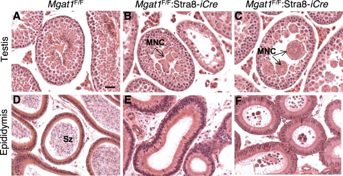 FIG. 7. 