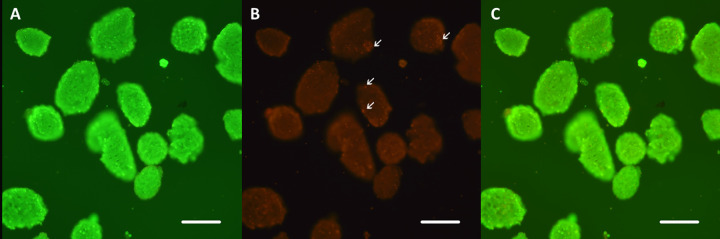 Fig. 2.