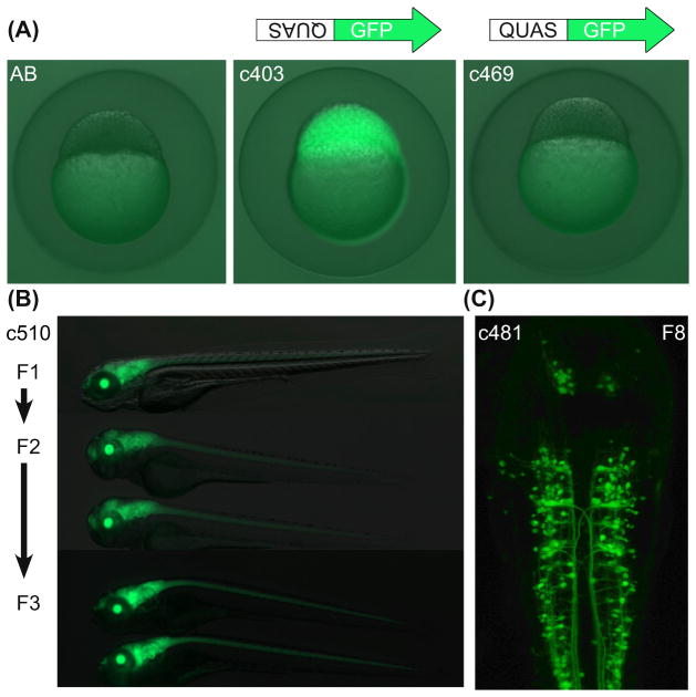 FIGURE 3