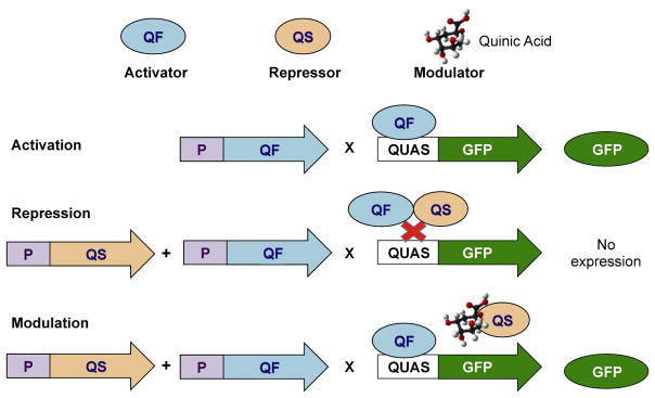 FIGURE 1