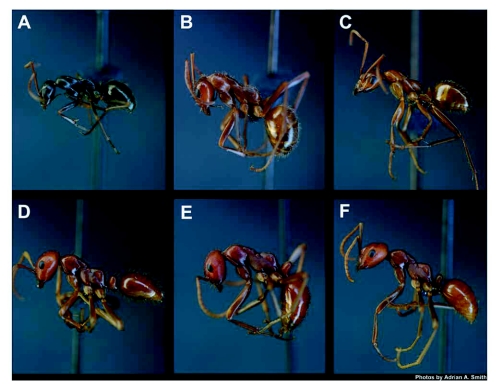 Figure 5. 