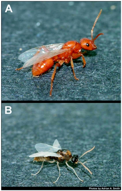 Figure 6. 