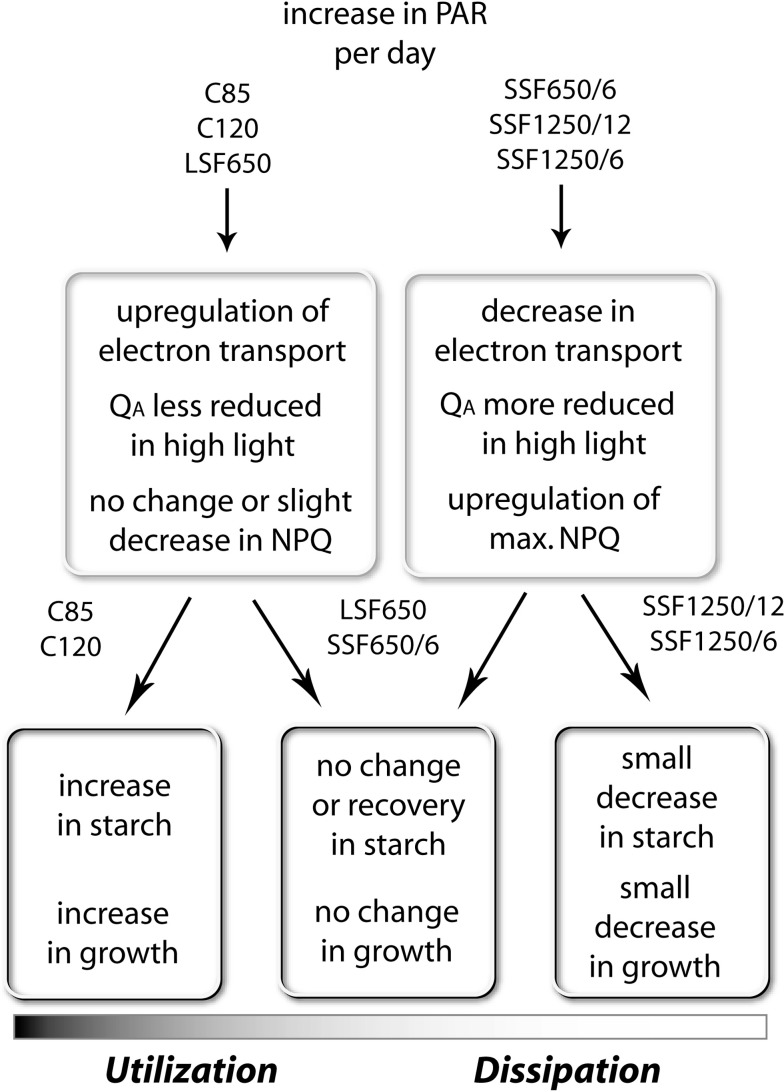 Fig. 11