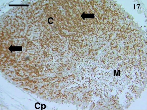 Fig. 17