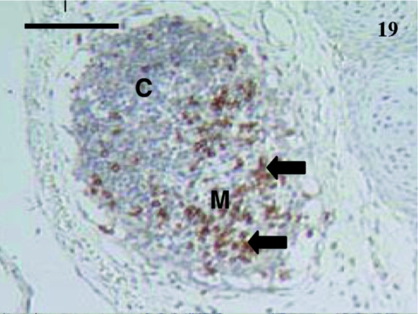 Fig. 19