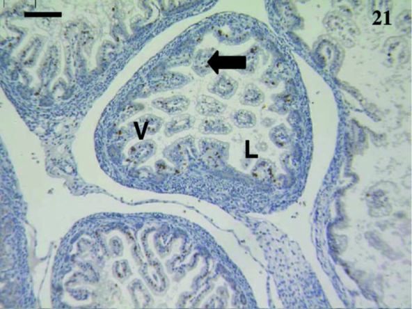 Fig. 21