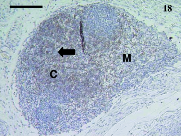 Fig. 18