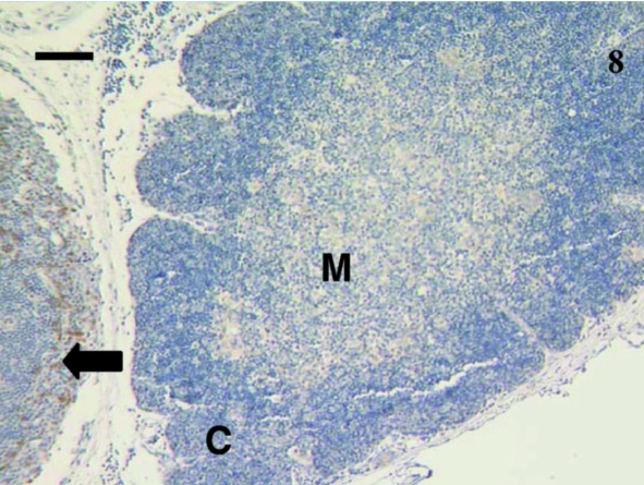 Fig. 8