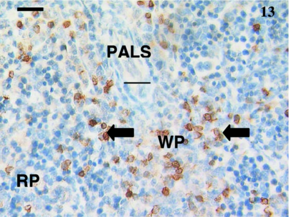 Fig. 13