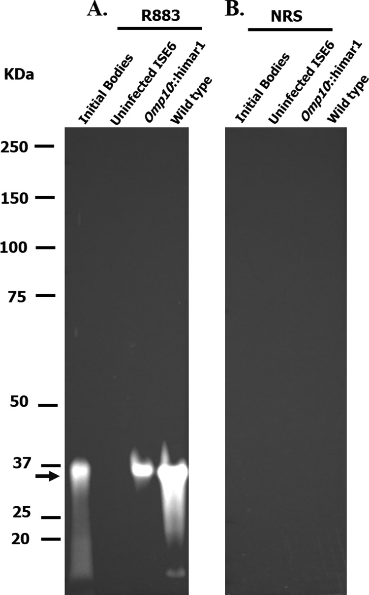 FIG 1