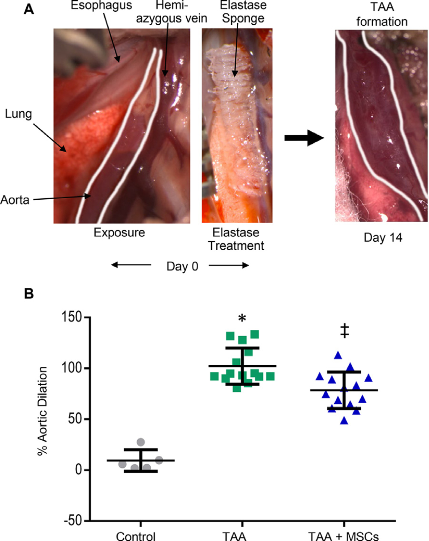 Fig. 1 –