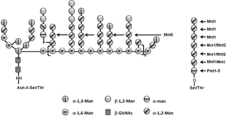 Fig. 4