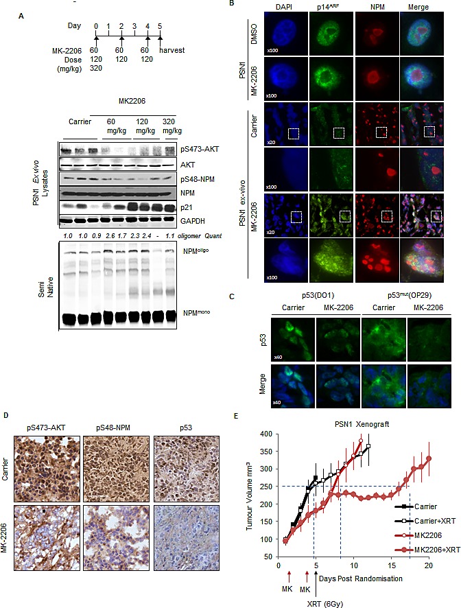 Fig.7