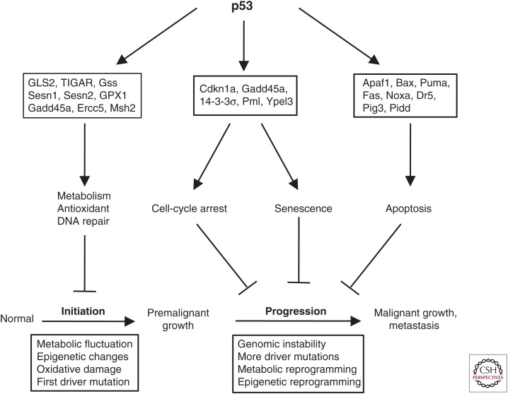 The Cell-Cycle Arrest and Apoptotic Functions of p53 in Tumor ...