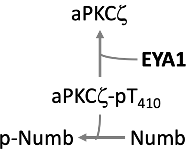 Fig. 11.