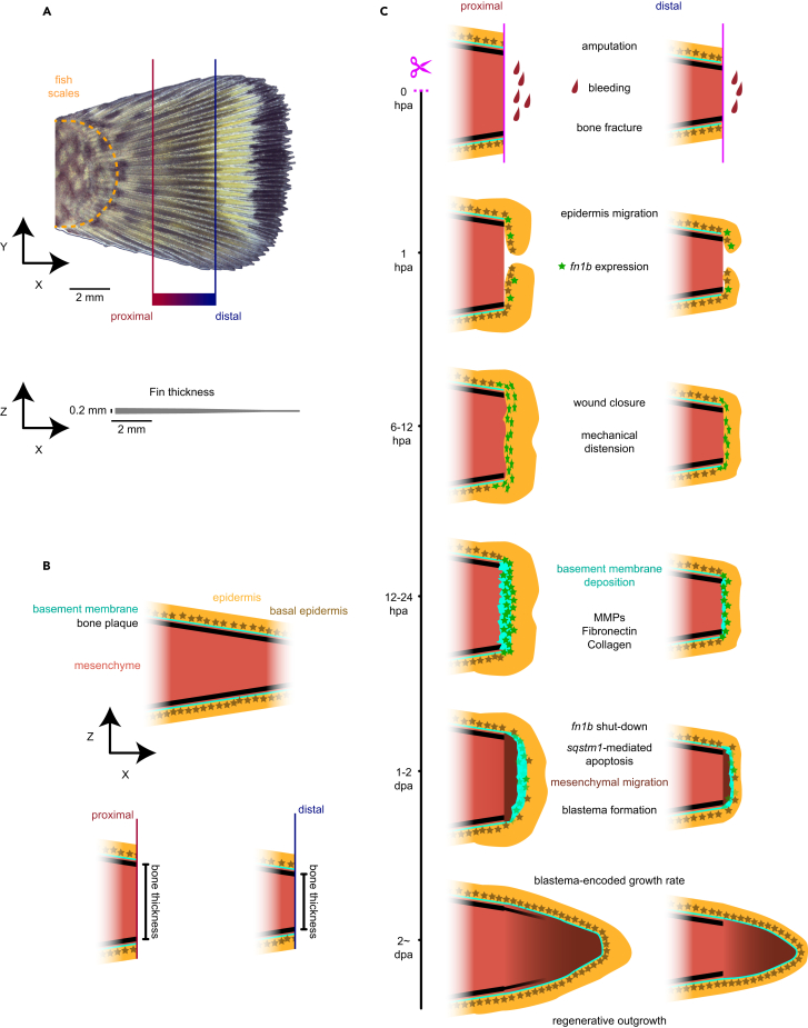 Figure 7