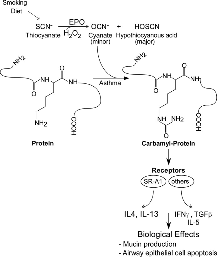 FIGURE 9.