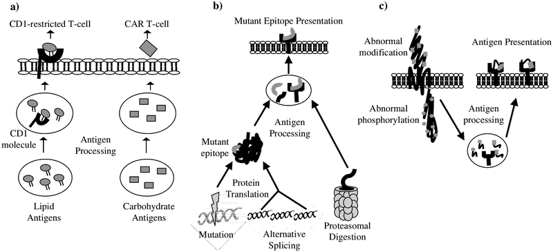 Fig. (1).