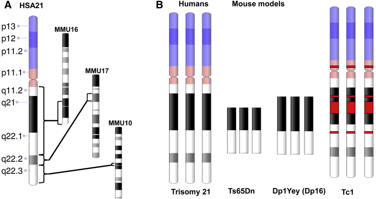 Figure 2