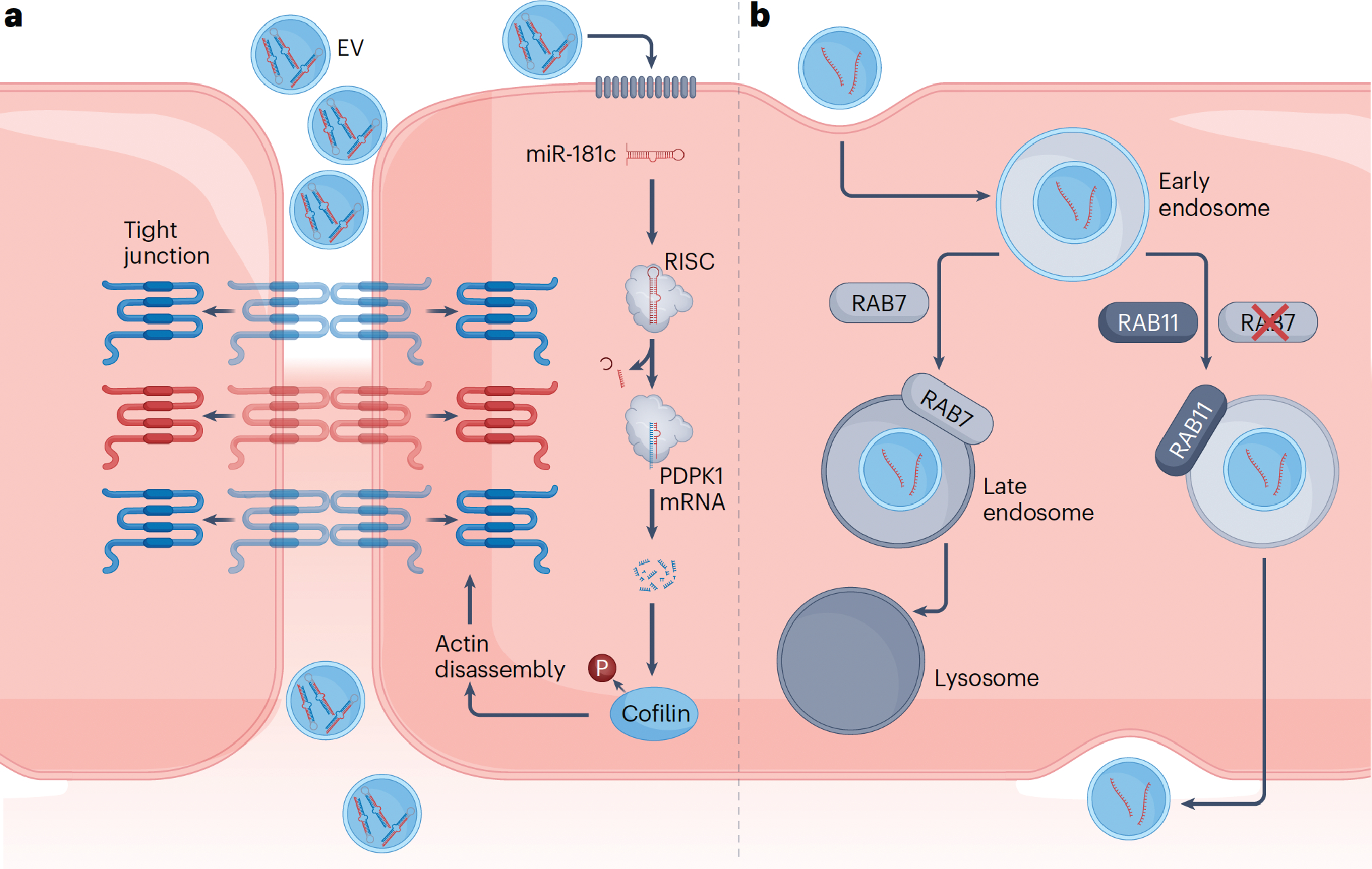 Figure 2 –