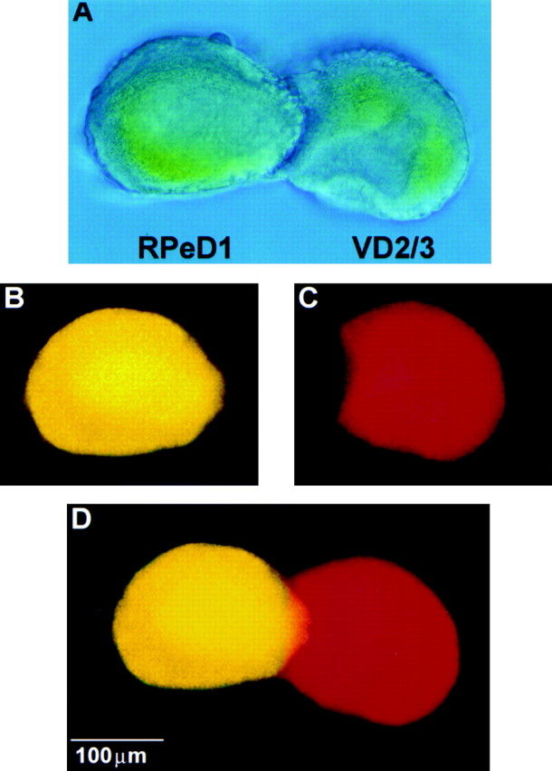 Fig. 5.