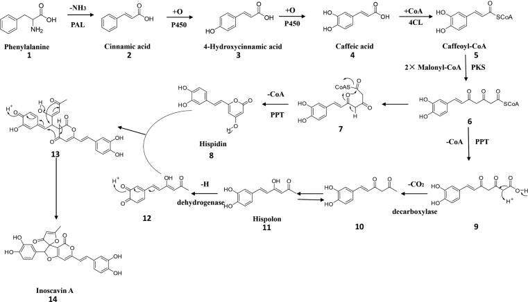 Scheme 1