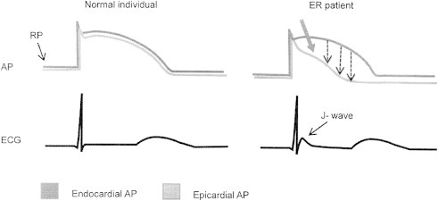 Fig. 1