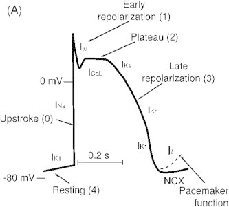 Fig. 2