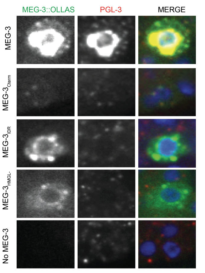 Figure 3—figure supplement 1.