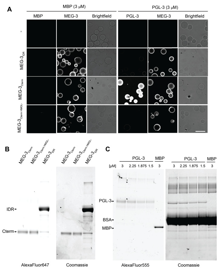 Figure 7—figure supplement 1.