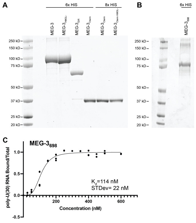 Figure 5—figure supplement 1.