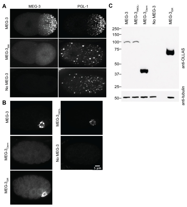 Figure 2—figure supplement 1.