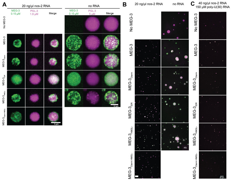 Figure 6—figure supplement 3.