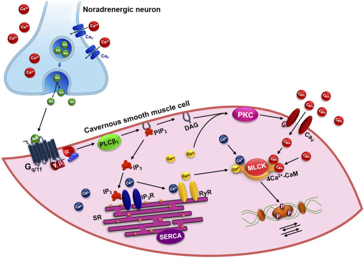 FIGURE 2