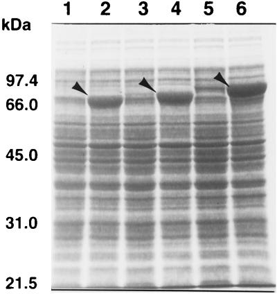 FIG. 6