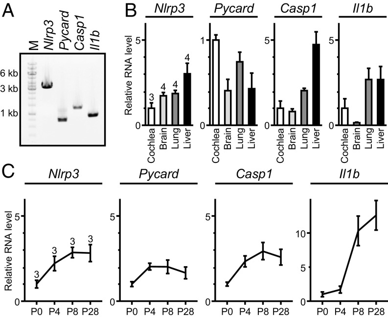 Fig. 6.