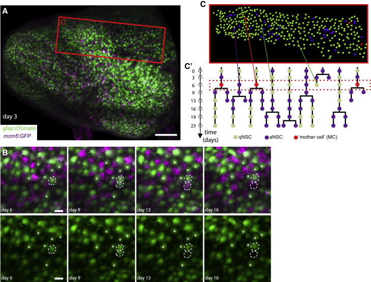 Figure 3